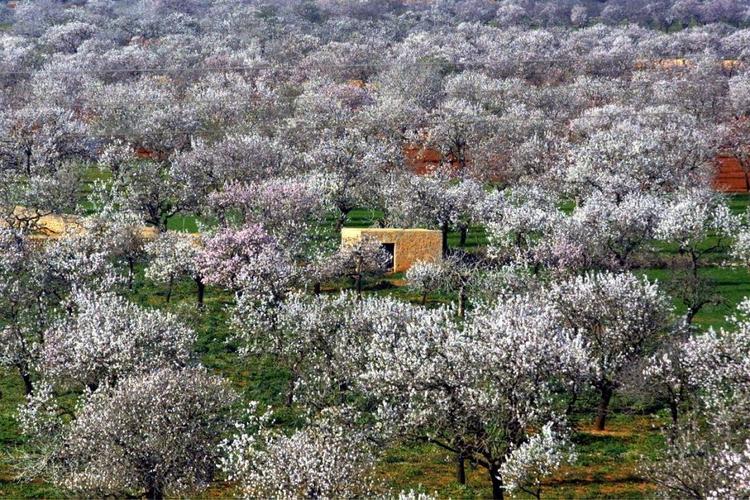 Almendros en flor